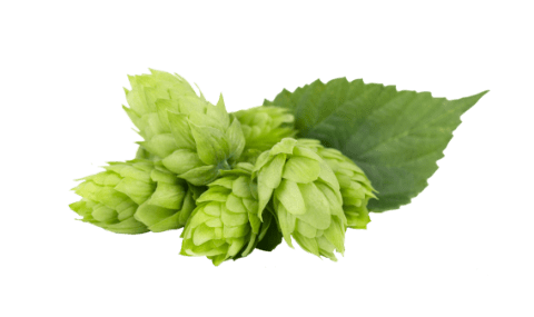 Hop